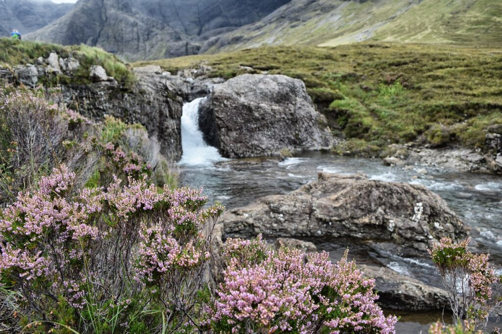 Petit cours d'eau avec fleurs et végétation en Ecosse, Royaume Uni, Europe